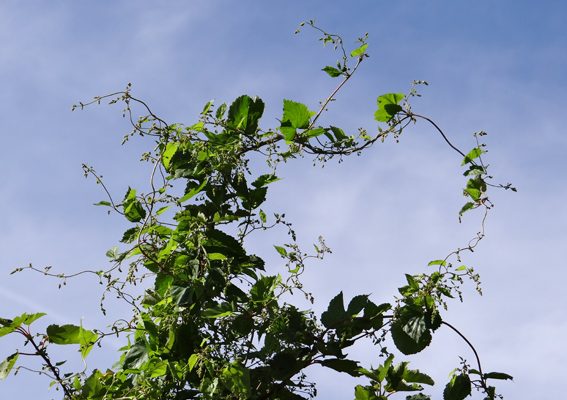 houblon mâle en fleurs_web