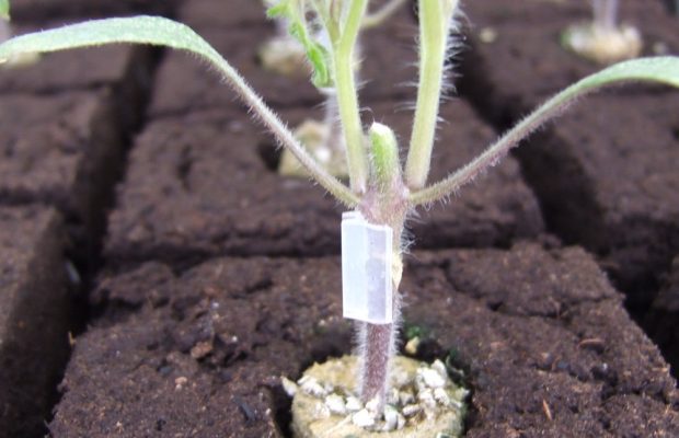 Il est conseillé au jardinier amateur de se procurer des plantes greffées à deux têtes, comme ce plant de tomate - © D.R.