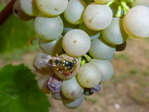 Des insectes ou divers animaux, comme ici une guêpe, peuvent s’attaquer aux fruits, y laisser des traces, voire y pénétrer. Les meurtrissures peuvent provoquer l’apparition de maladies – © Anne-Gaëlle Cabelguen