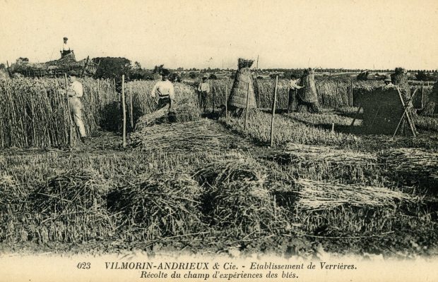 Essais de blé chez Vilmorin-Andrieux : Henry crée de nouvelles variétés à partir de fécondations croisées - © D.R.