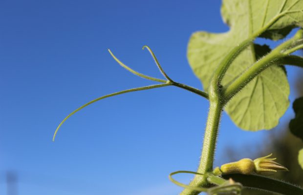 Vrille ramifiée de courge à tige coureuse - © M. Pitrat