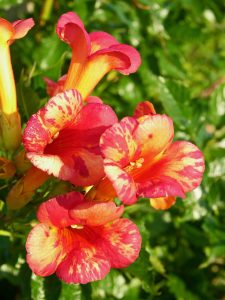 Une rareté : la bignone aux fleurs striées (Campsis x tagliabuana Orangeade® 'Tracamp') ©Pépinières Travers