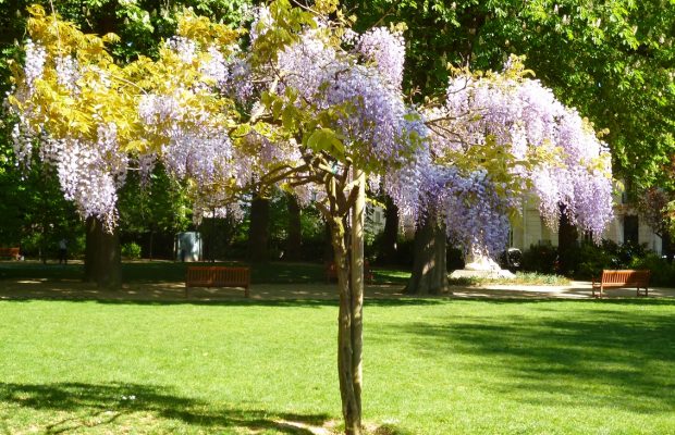 Glycine en arbre-Jardin Mirabeau