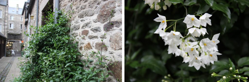 Solanum jasminoides, intéressant par son feuillage et sa floraison - © A. Cadic