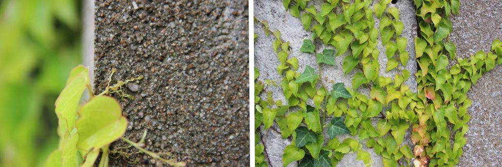 Pour se fixer, la vigne vierge utilise de très courtes vrilles formant une pelote adhésive à leur extrémité - © A. Cadic