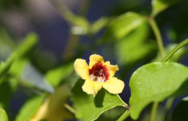 Pandorea pandorana (Bignoniaceae), délicate liane indigène des forêts humides de Nouvelle-Calédonie – © J-P Rossignol