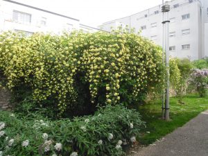 Rosa ‘Banksiae’ éclate tout début mai en une profusion de fleurs jaune soufré - © Sophie Rouleau