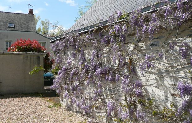 Les glycines conviennent parfaitement pour l’habillage des murs de façade des maisons - © N. Dorion