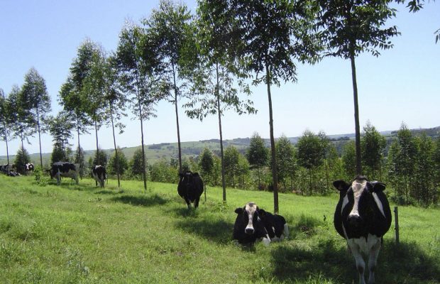 Un exemple de système agroforestier : le couvert arboré qui crée un microclimat - © C. Dupraz