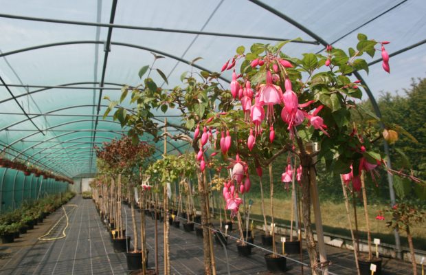 Les fuchsias sur tige sont non rustiques et doivent être protégés – Ici, sous tunnels à l’arboretum de Chèvreloup (78) - © J.-F. Coffin