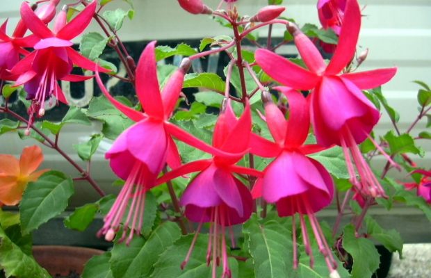 Sensibles au froid, les fuchsias doivent être protégés l’hiver - © N. Dorion 