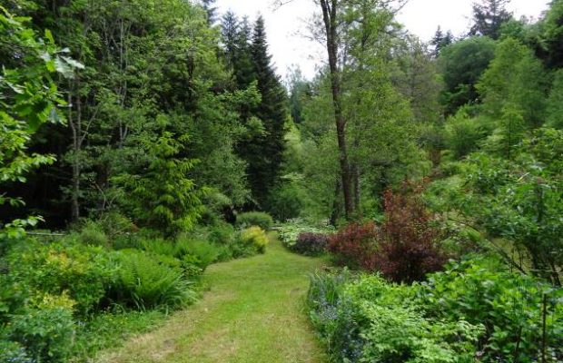 Un fond de vallon bien planté où la nature forestière est respectée - © Frédéric Pernel