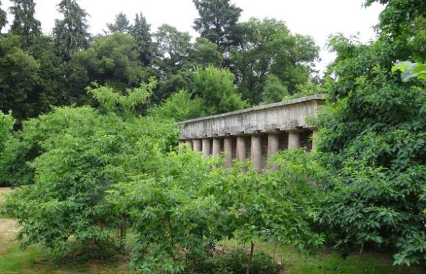 Émergence d’un vénérable sassafras dans les vestiges de l’ancienne serre du 19ème siècle - © Frédéric Pernel 