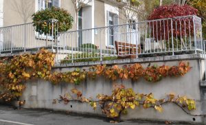 La vigne de Coignet s’étend rapidement et offre de chatoyantes couleurs à l’automne © S. Rouleau