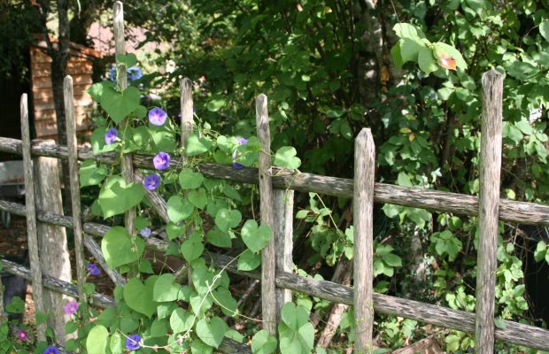 Les grimpantes annuelles peuvent être du plus bel effet, comme cette « ipomée » garnissant une clôture rustique - © J.-F. C.