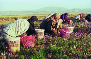 Jean Thiercelin sillonne le monde pour être au plus près des producteurs - © Thiercelin