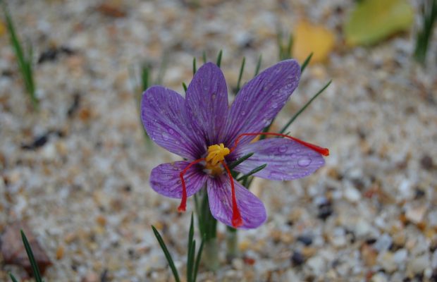 Crocus sativus en pleine floraison (octobre) - © A. Pierronnet