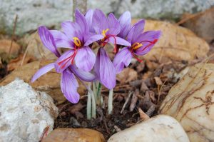 La floraison se déroule d’octobre à début novembre - © A. Pierronnet