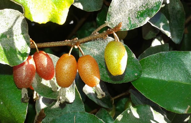 Elaeagnus x ebbingei possède des fruits très attrayants - © N. Dorion