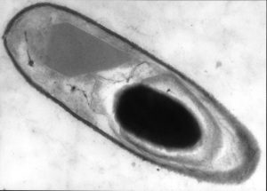 Figure 1 : Coupe longitudinale de Bacillus thuringiensis en fin de sporulation. Observation par microscopie électronique. On distingue le cristal protéique à propriétés insecticides (inclusion parasporale de forme bipyramidale) et la spore (forme ovoïde noire)