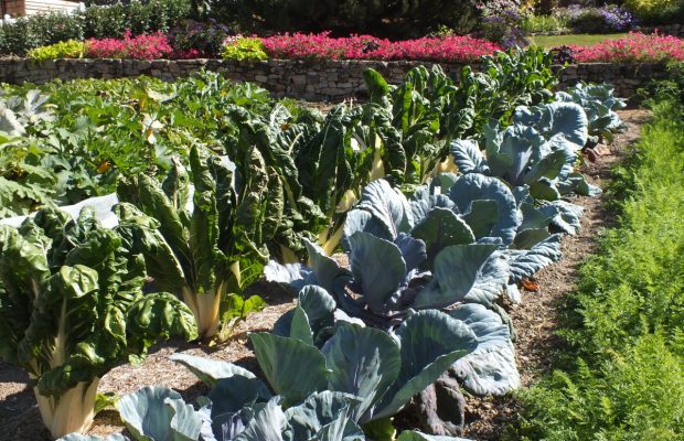 Le potager contribue au décor (2)