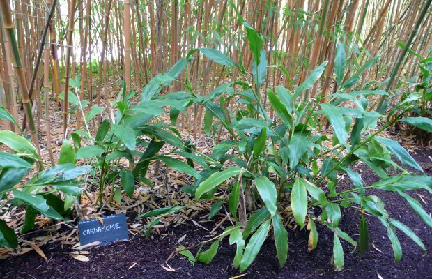 Pieds de cardamome au jardin botanique de La Gacilly - © M. Cambornac