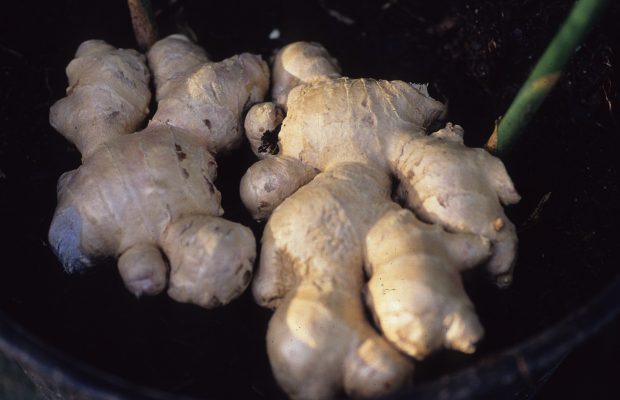 Le Gingembre possède de nombreuses vertus pour la santé - © M. Cambornac