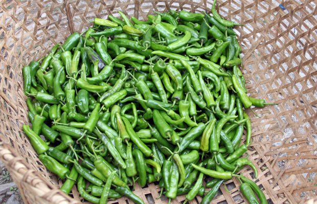 Piments vert du Bhoutan - © M. Cambornac