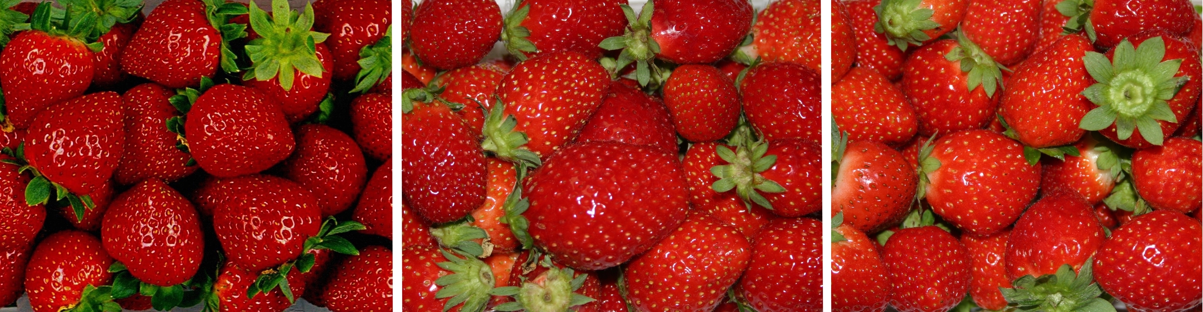 Trois nouvelles variétés de fraises disponibles sur le marché - Le