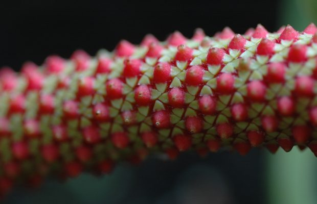 Un exemple de complexité des inflorescences des Aracées : la fleur de l’Anthurium bakeri est en réalité une spathe verte dont les baies deviennent rouge à maturité - © M. Giberneau