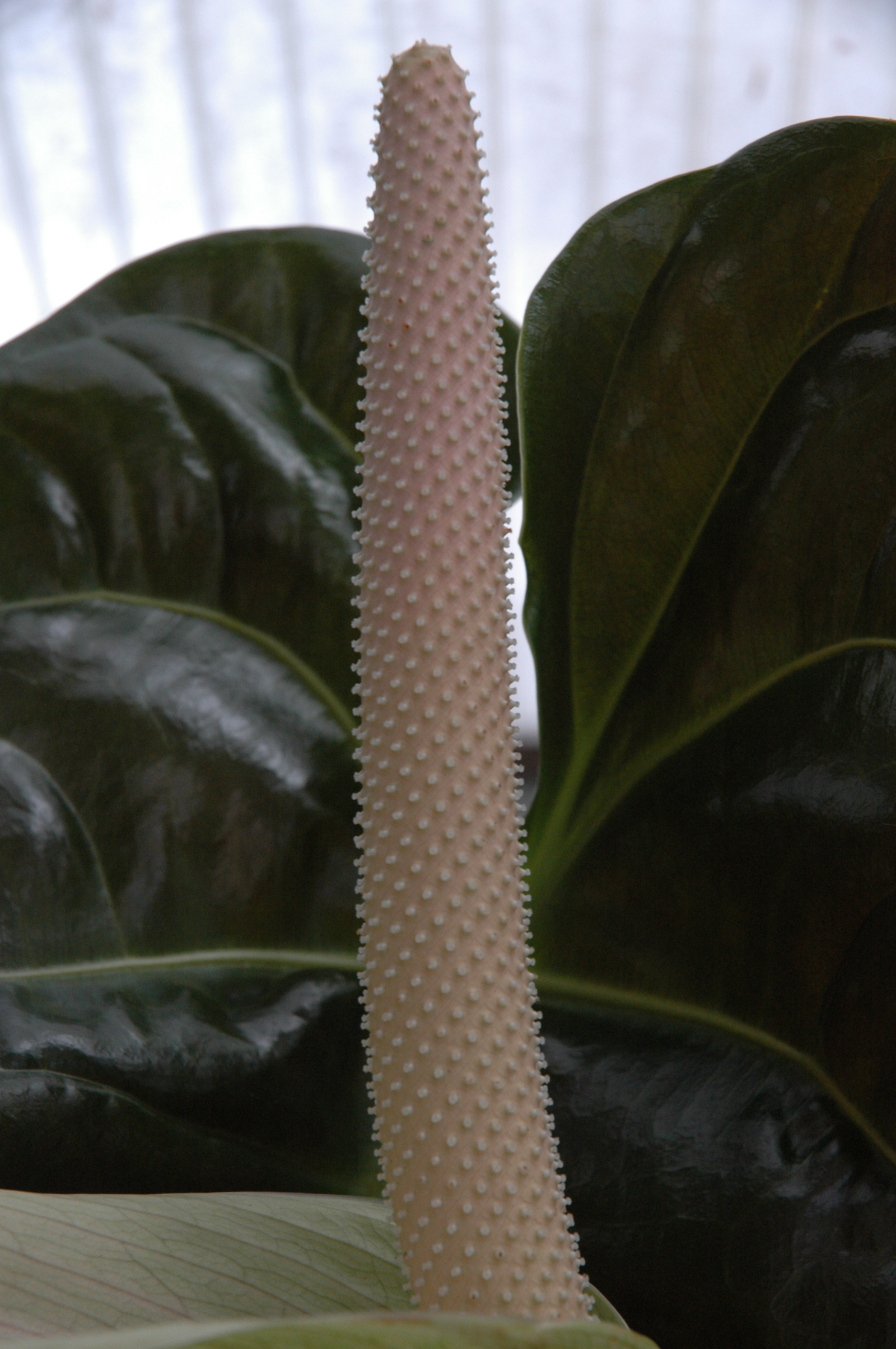 Anthurium sp - © M. Gibernau