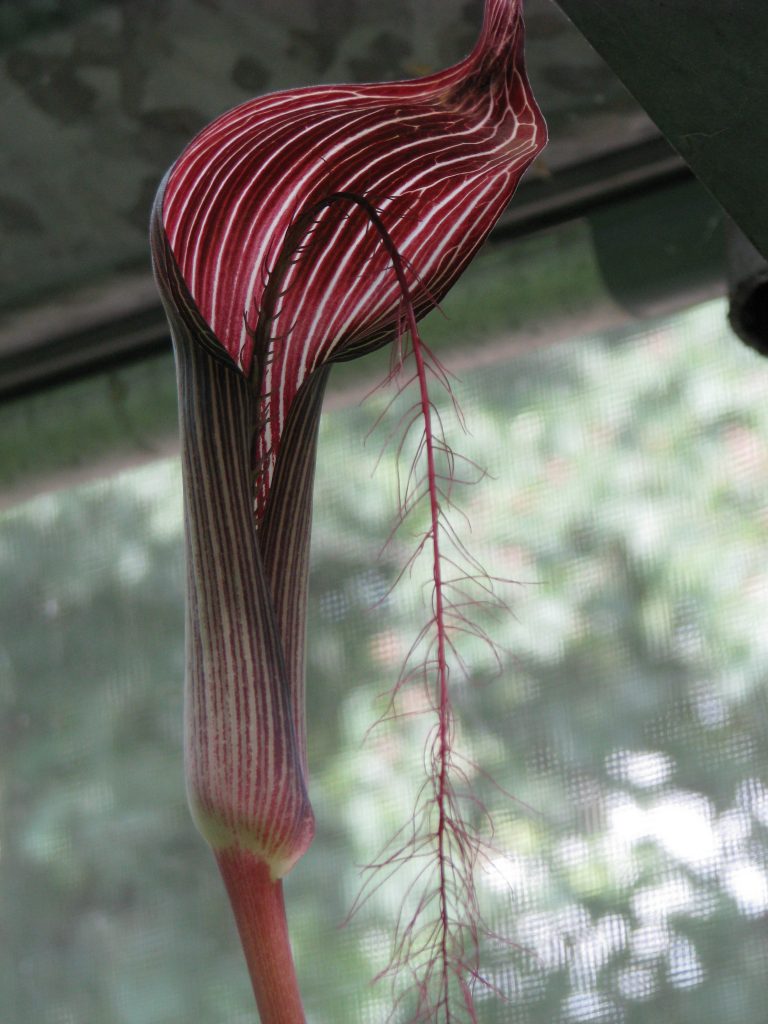 Arisaema fimbriatum - © M. Gibernau