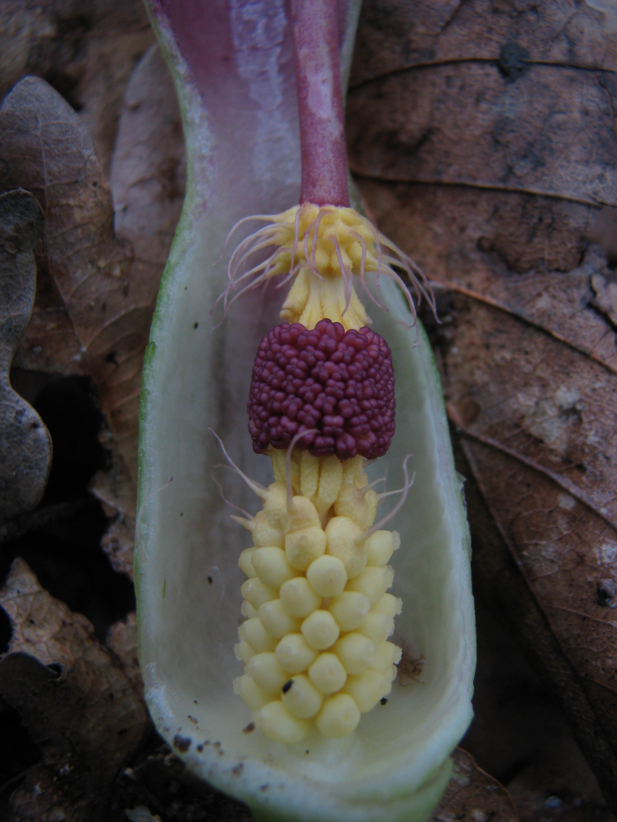 Arum maculatum - © M. Giberneau