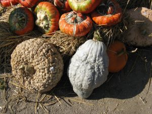 Courges Blue Hubbard et galeuse - © photo potager de Jean-Marc Muller