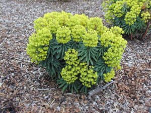 EUPHORBIA redwing © D.R