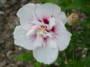 HIBISCUS syriacus China Chiffon 'Bricutt' © D.R