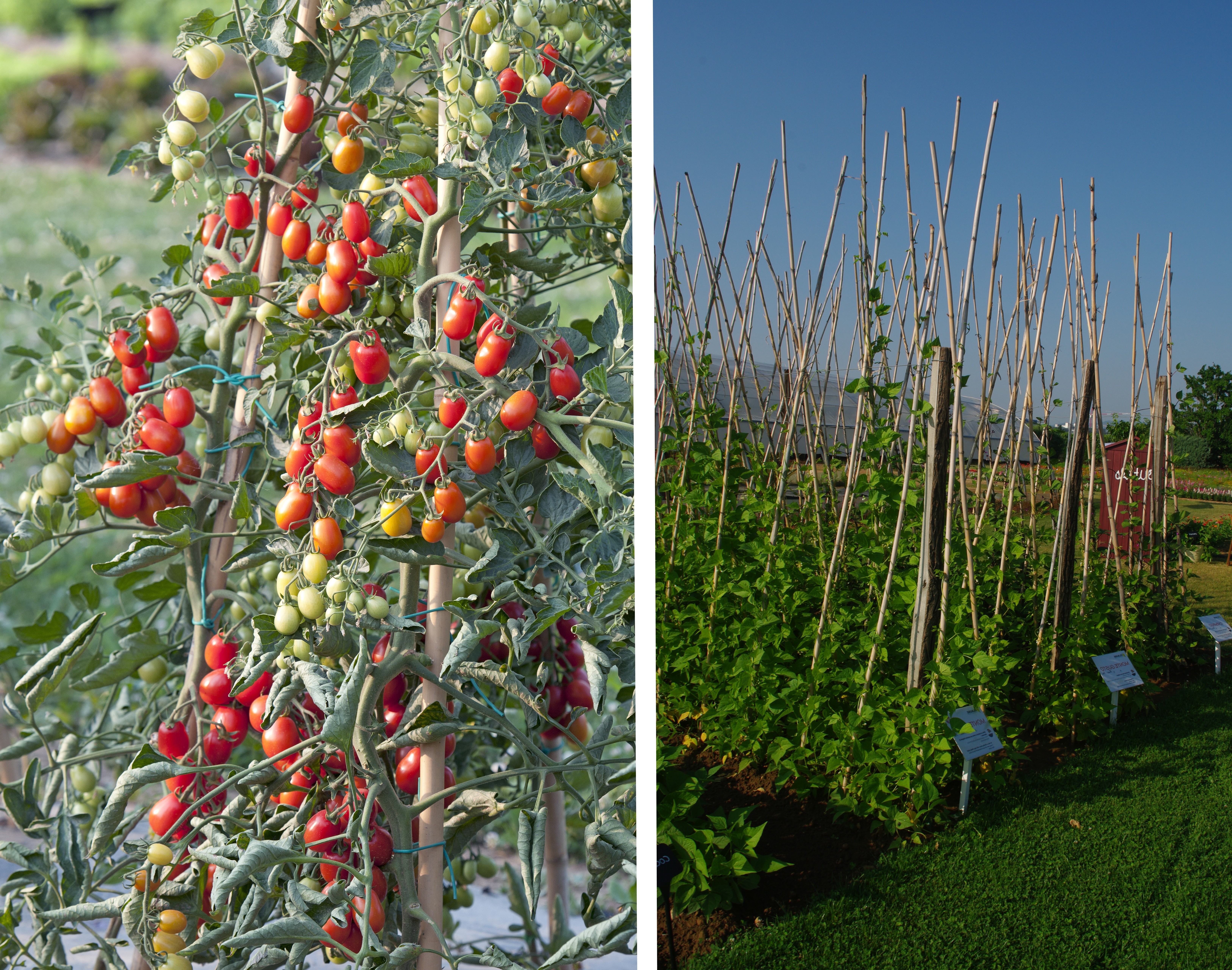 Les Italiens utilisent des cannes pour faire grimper les tomates © HM. Clause Les haricots grimpent aussi pour soulager les reins des jardiniers et dissimuler des espaces inesthétiques - © HM. Clause