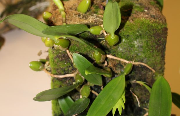  Le choix du substrat est important. Ici, un Bulbophyllum installé depuis un an sur un bloc de laine de roche - © P. Lemettais