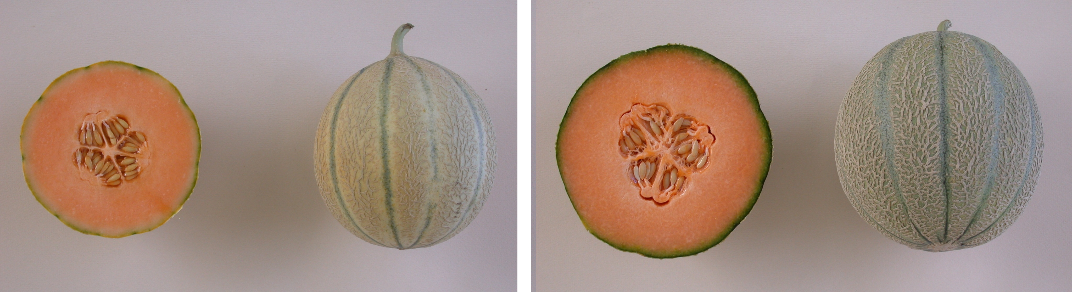 Les melons de type "charentais non jaunissant" (à droite) ont une durée de conservation après récolte supérieure aux "charentais jaunissant" (à gauche) mais au détriment de la richesse aromatique. Les deux types ont la même teneur en sucres - © G. Seisson/GEVES