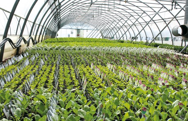 Chaque espèce est cultivée dans des tunnels séparés, permettant une meilleure maîtrise de la culture - © Taugourdeau Plantes et Plants