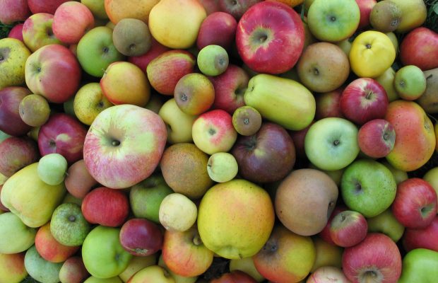  Les variétés anciennes de pomme offrent une diversité de formes et de couleurs - © L. Feugey, INRA-Angers.