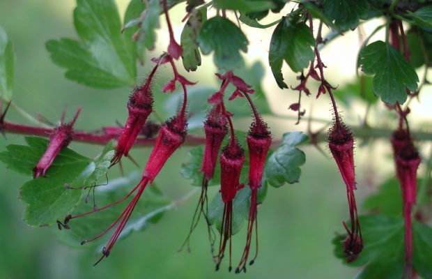 Ribes speciosum - © D. Lejeune