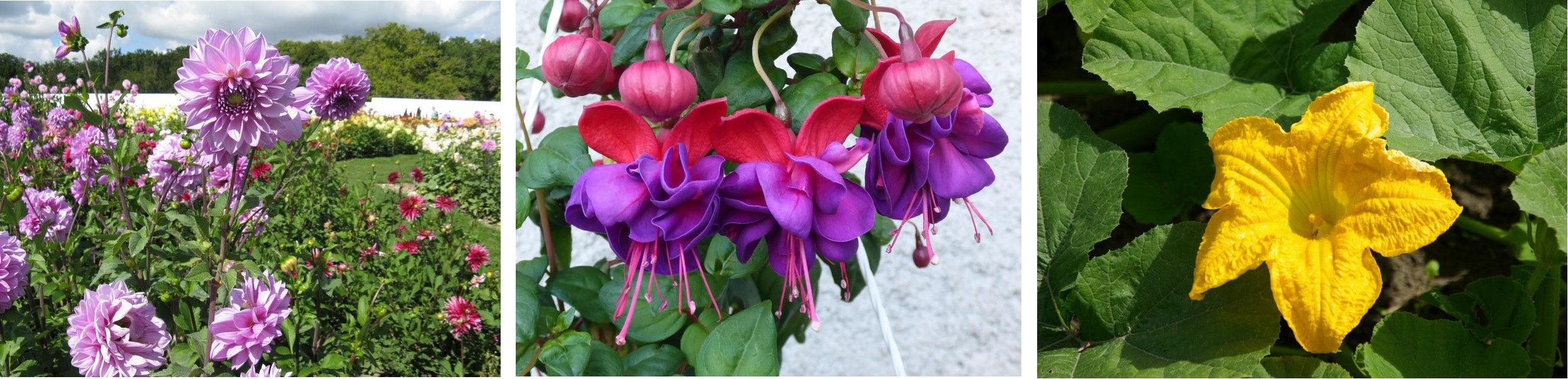 Dahlia, courge ou fuchsia, autant de fleurs pour agrémenter les plats - © J.M. Muller