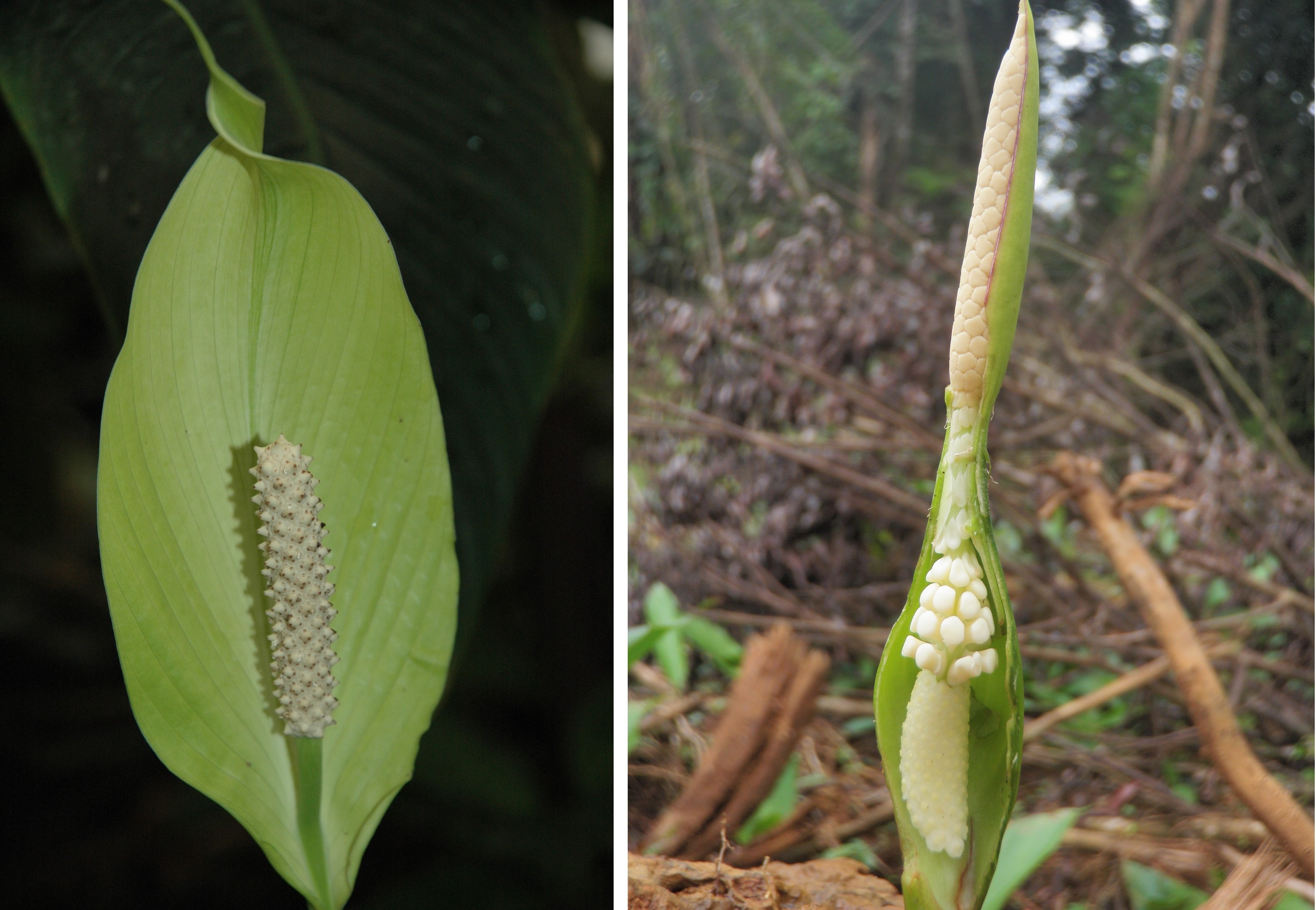 Spathiphyllum - © M. Giberneau (à gauche) Xanthosoma sp - © M. Giberneau (à droite)