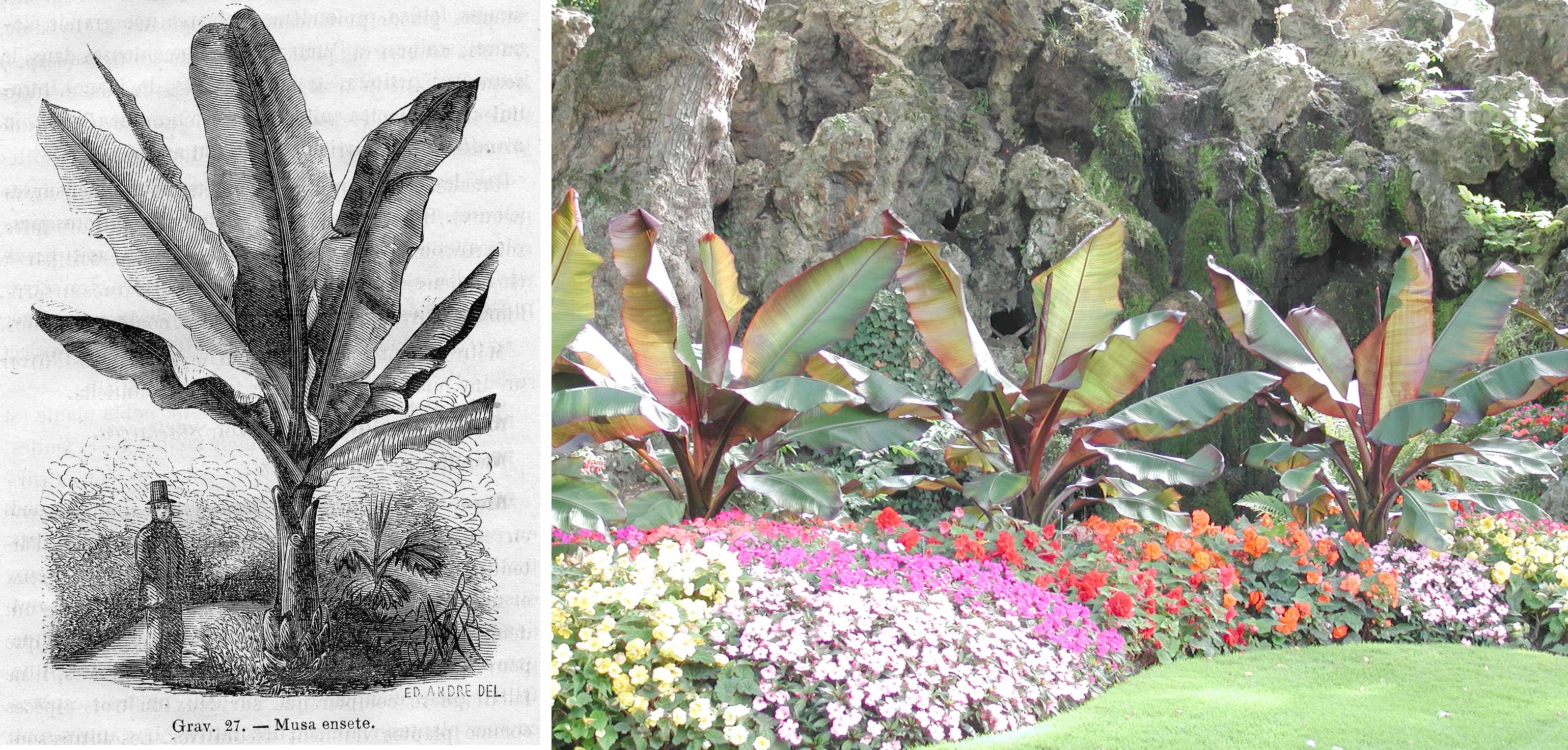 Gravure de Musa ensete par Édouard Andrée et la plante en situation au parc Monceau à Paris - © D. Lejeune