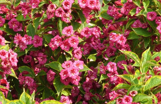 WEIGELA hybride ‘Brigela’, un des taxons de l’enquête - © D.R.