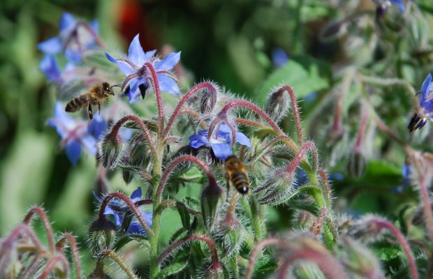 Pourquoi ne pas intégrer au potager des fleurs comestibles de plantes cultivées sans pesticides, comme cette bourrache butinée par les abeilles - © Gilles Carcassès