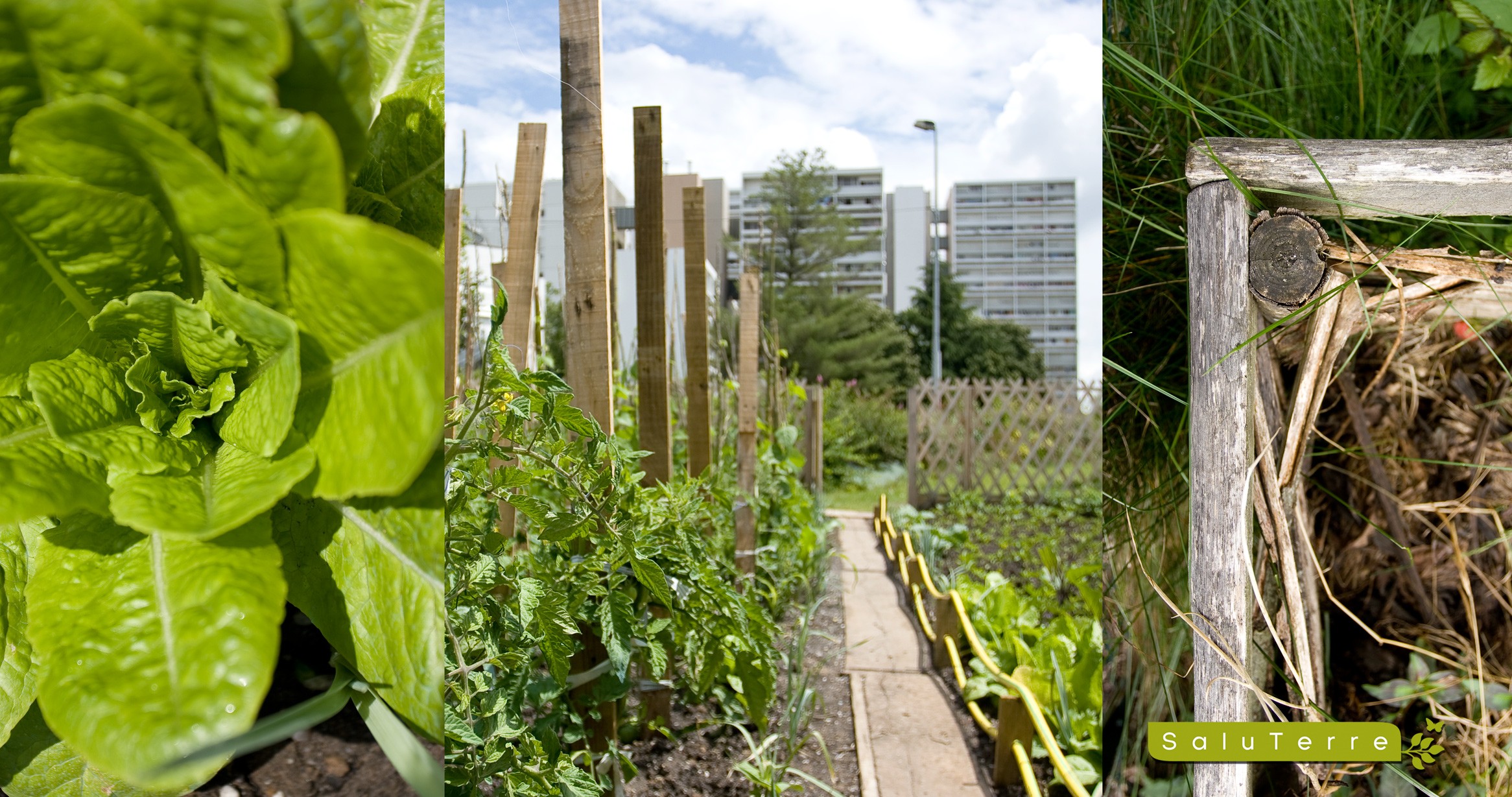 Un potager urbain : pour mieux se nourrir et échanger - © D.R.