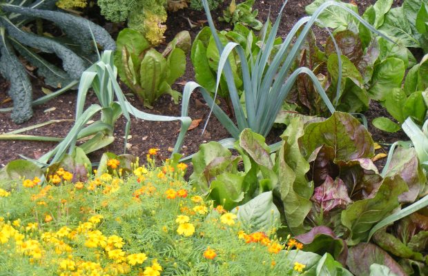 Le potager, une autre économie - © D.R.