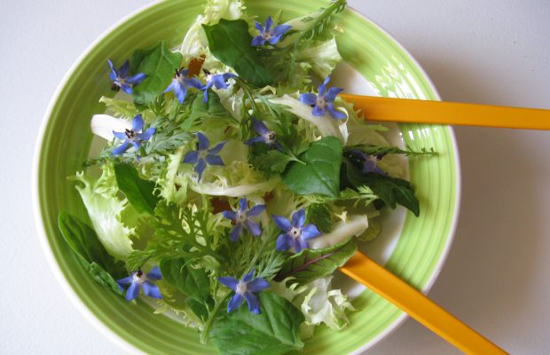 Une salade agrémentée de fleurs de bourrache - © J.M. Muller